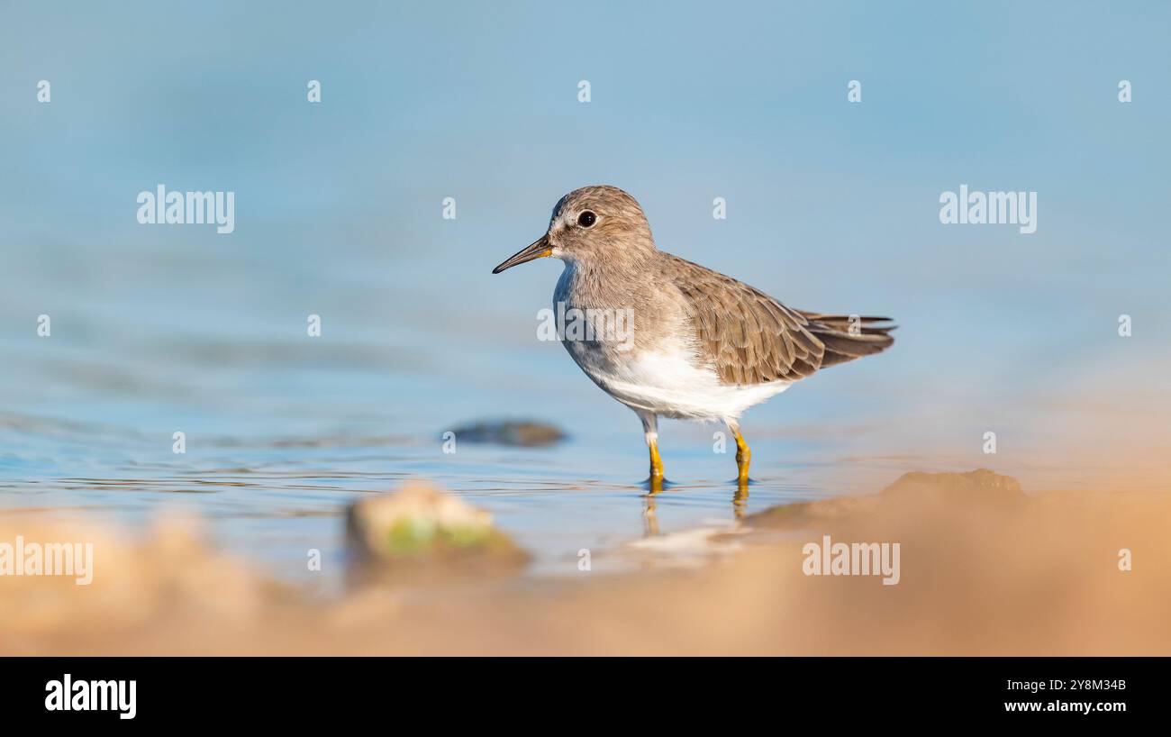 Temminck`s Stint (Calidris temminckii), Avrupa ve Asya kıtalarının kuzey kesimlerinde yaşayan bir sulak alan kuşudur. Bataklık alanlarda beslenir. Stock Photo